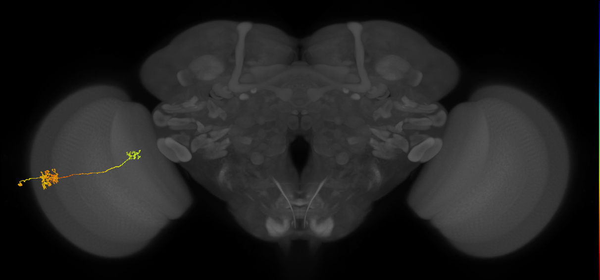 Tm39_L (MaleCNS:24260)