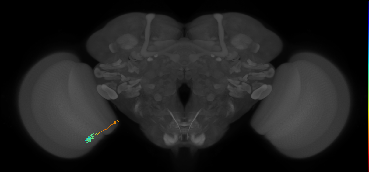 Tm39_L (MaleCNS:128460)