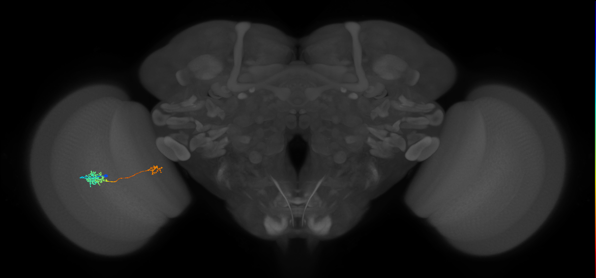 Tm39_L (MaleCNS:56515)