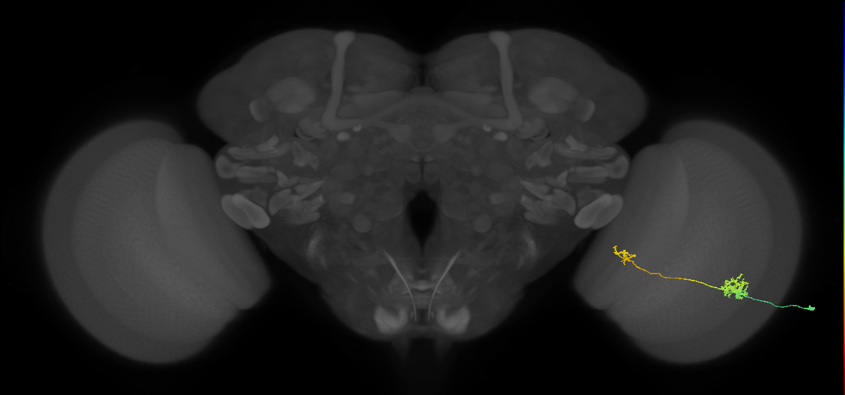 Tm39_R (MaleCNS:96519)