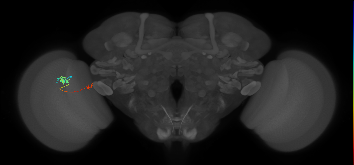 Tm39_L (MaleCNS:147374)