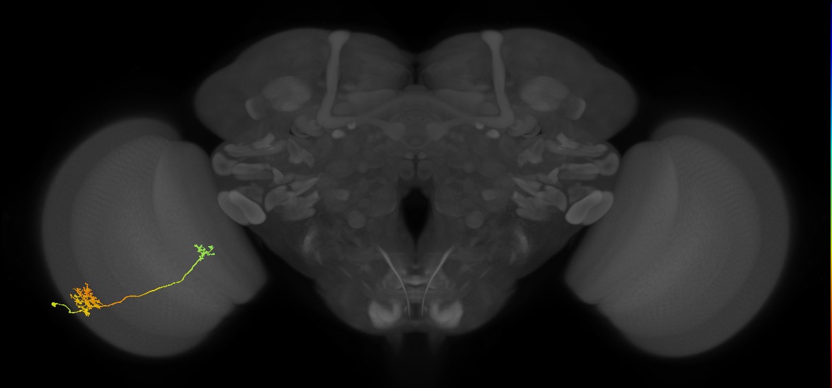 Tm39_L (MaleCNS:38667)