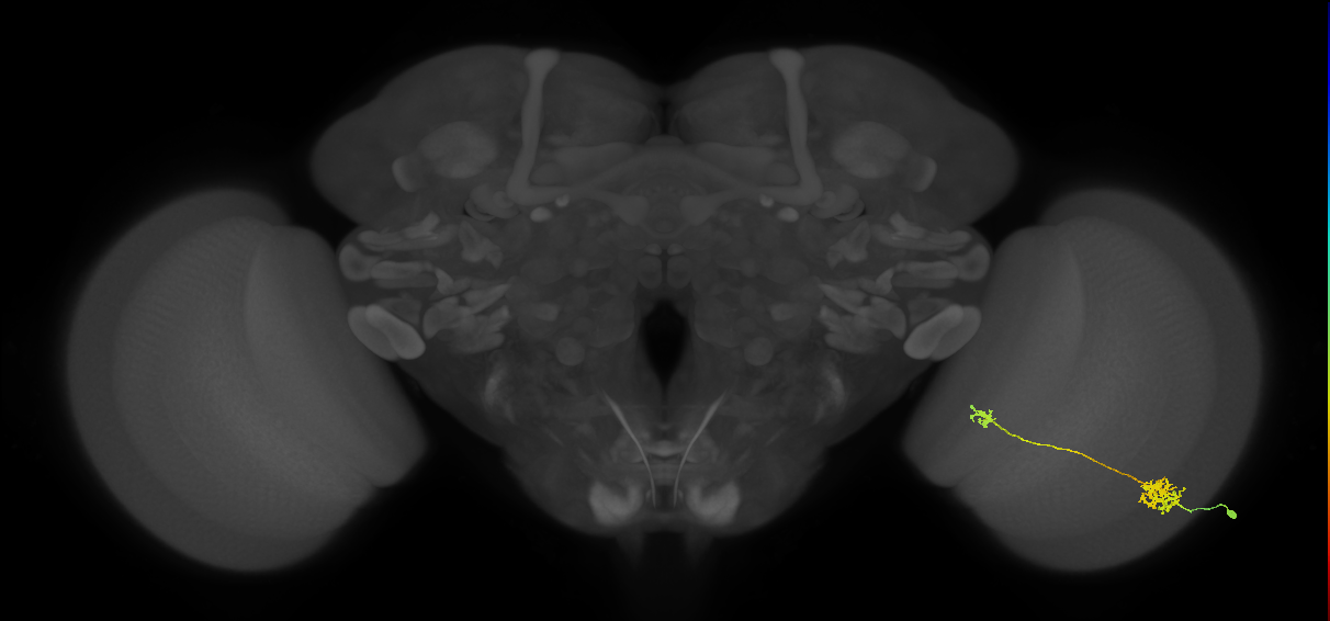 Tm39_R (MaleCNS:62128)