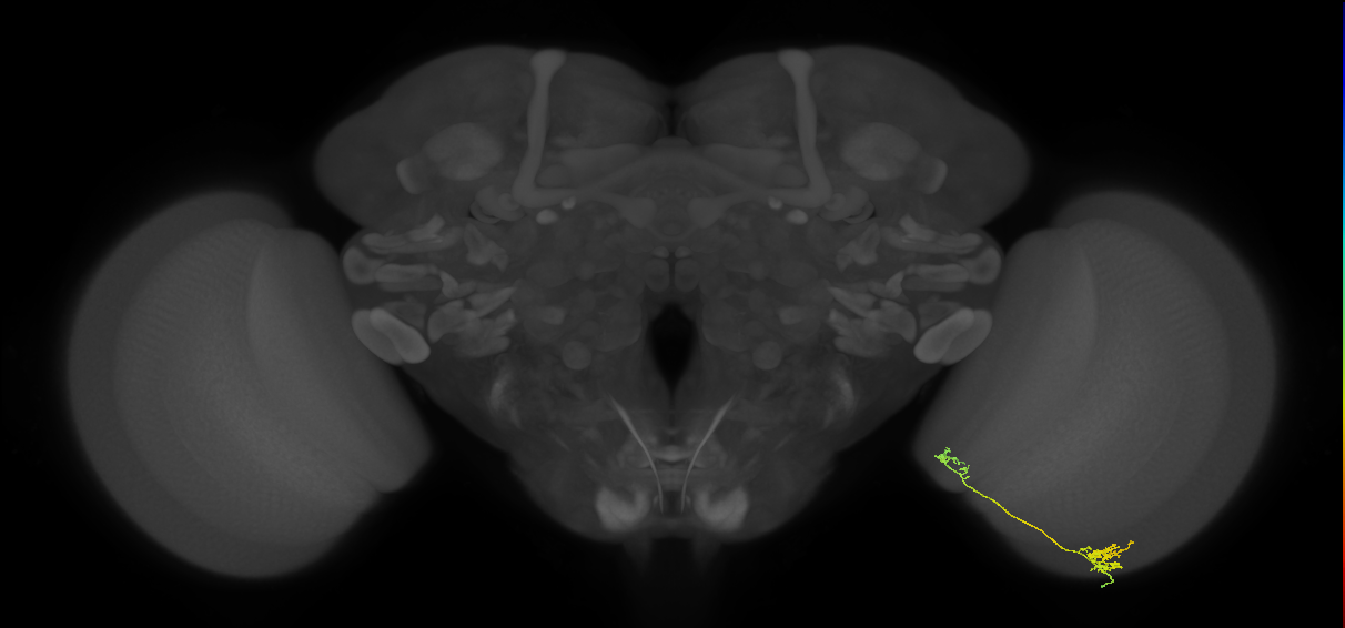 Tm39_R (MaleCNS:137412)