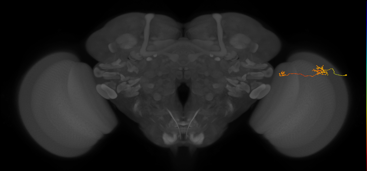 Tm39_R (MaleCNS:94903)