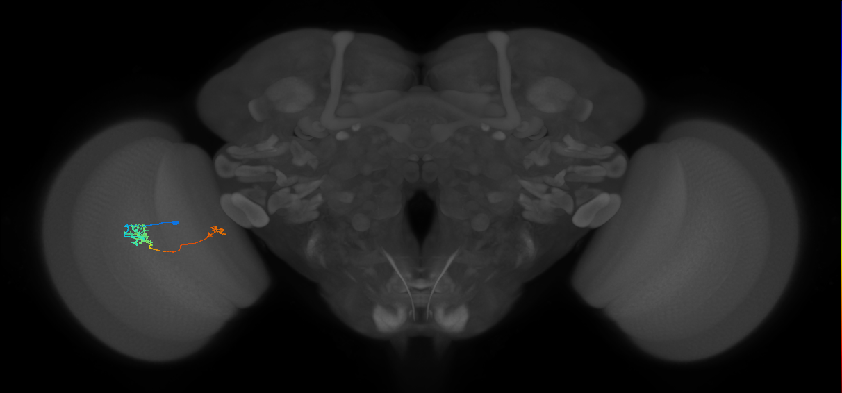Tm39_L (MaleCNS:543551)