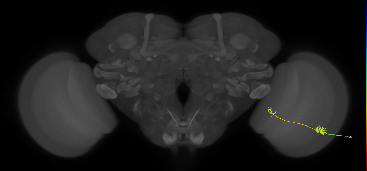 Tm39_R (MaleCNS:64565)