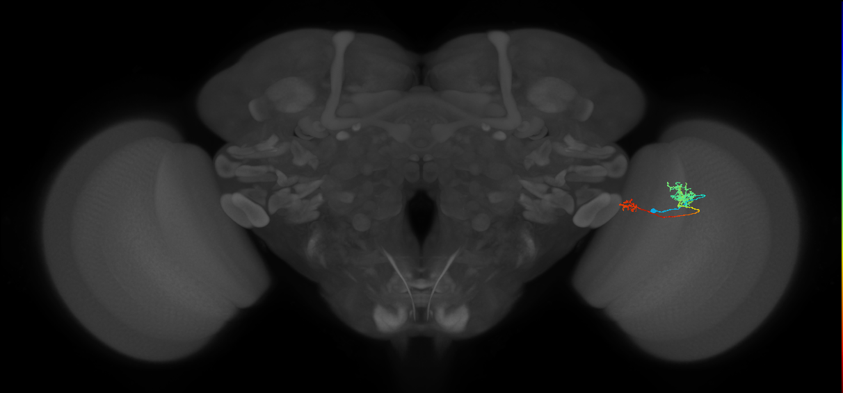 Tm39_R (MaleCNS:91426)