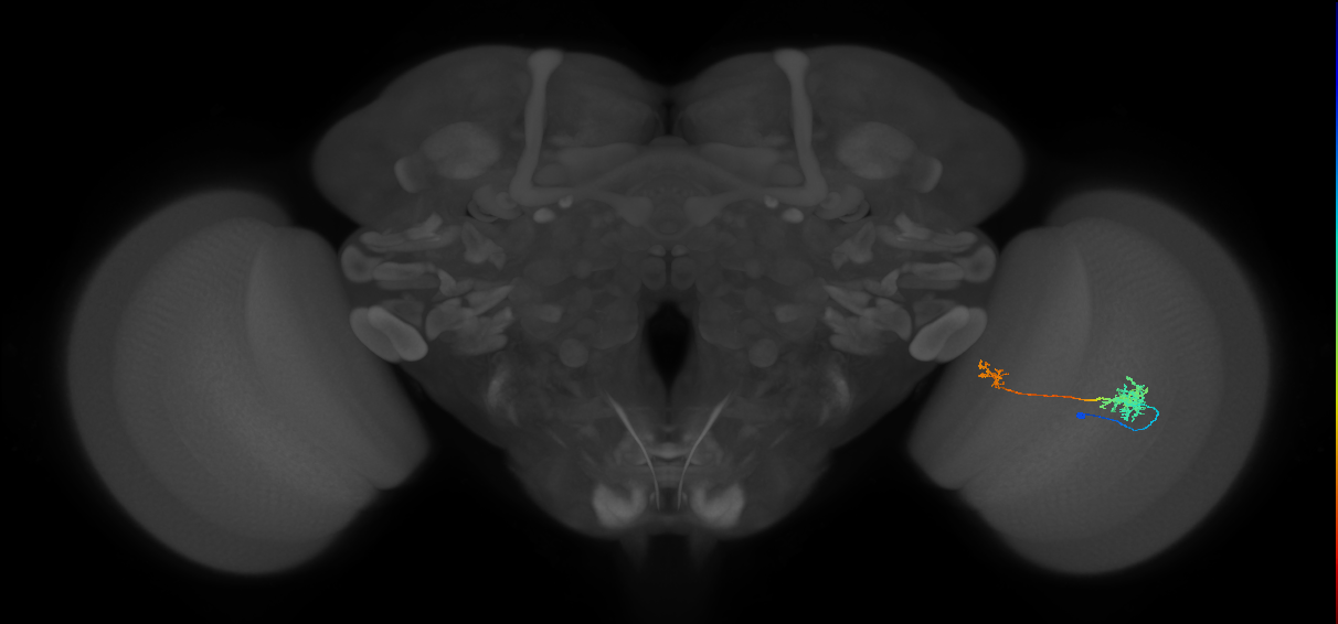 Tm39_R (MaleCNS:64431)