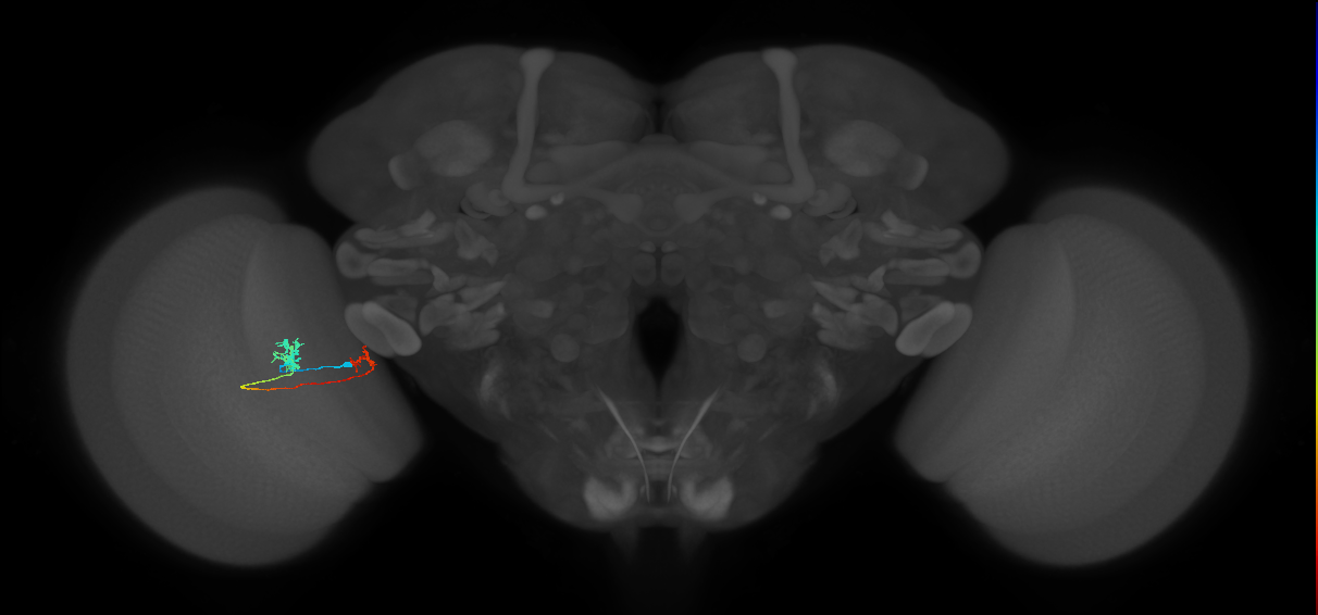 Tm39_L (MaleCNS:140177)