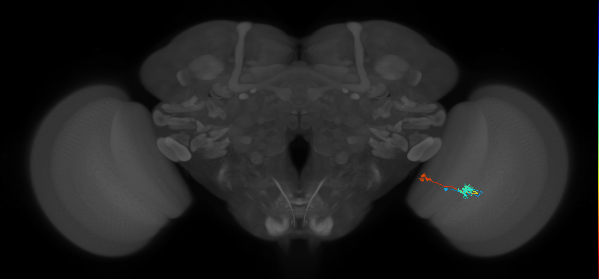 Tm39_R (MaleCNS:103040)