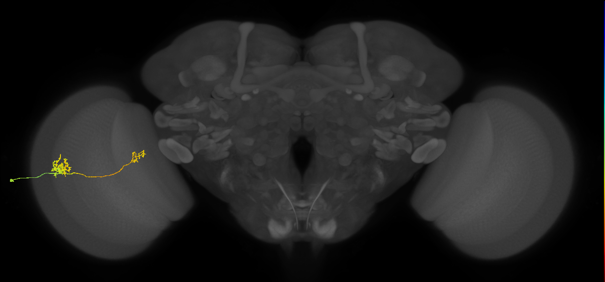 Tm39_L (MaleCNS:544144)