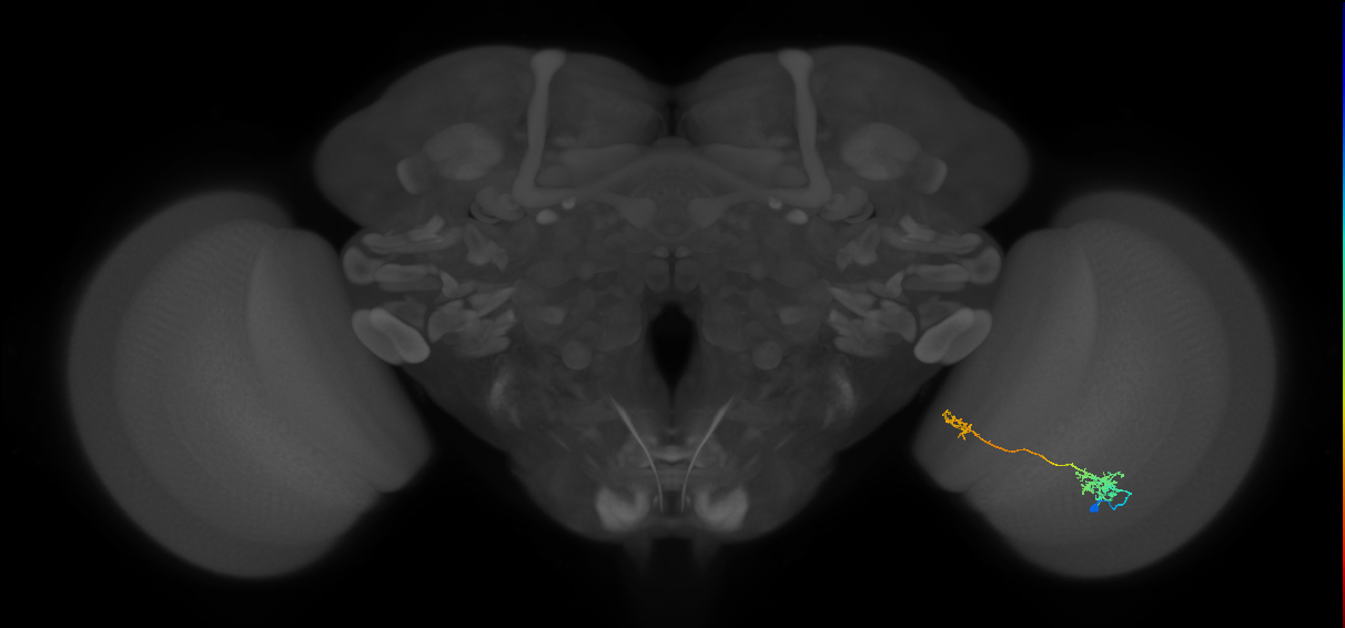 Tm39_R (MaleCNS:67014)