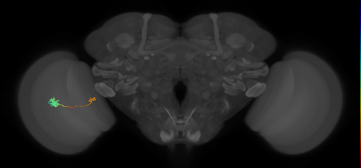 Tm39_L (MaleCNS:521709)