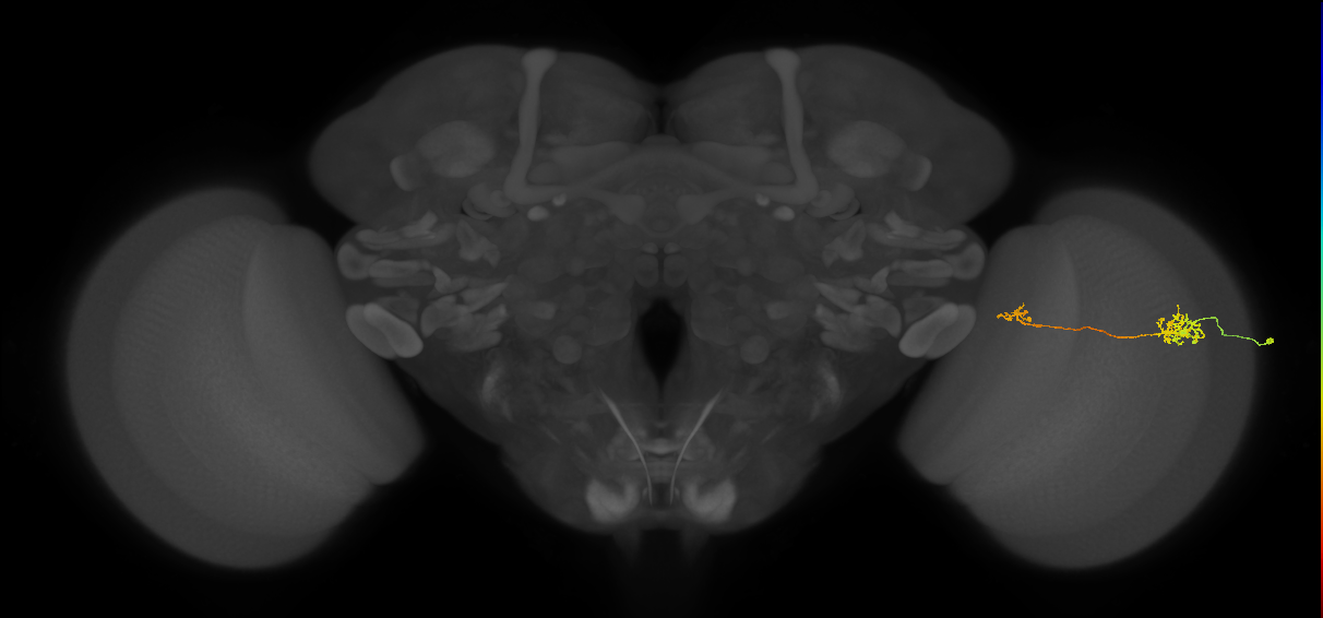 Tm39_R (MaleCNS:77743)