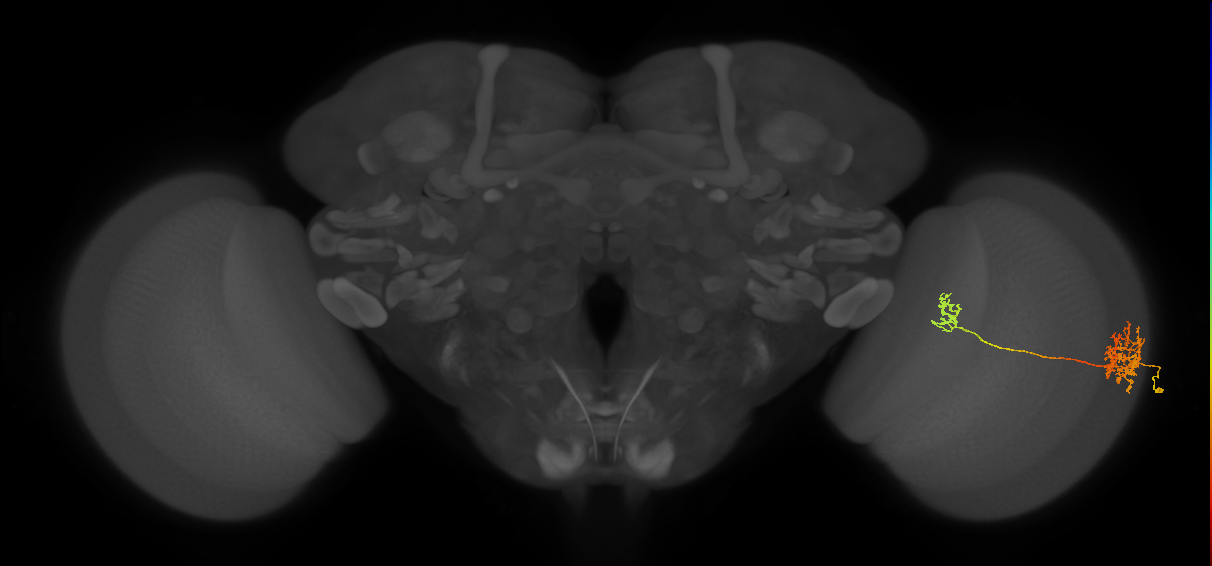 Tm39_R (MaleCNS:67829)