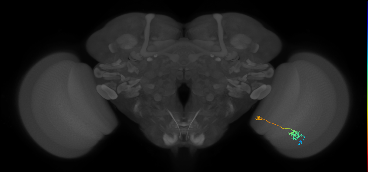 Tm39_R (MaleCNS:69530)