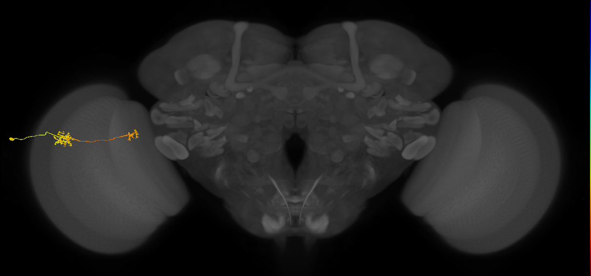 Tm39_L (MaleCNS:87488)