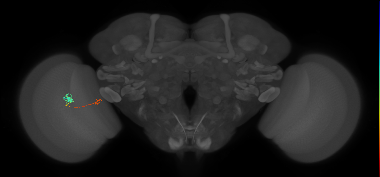 Tm39_L (MaleCNS:143834)