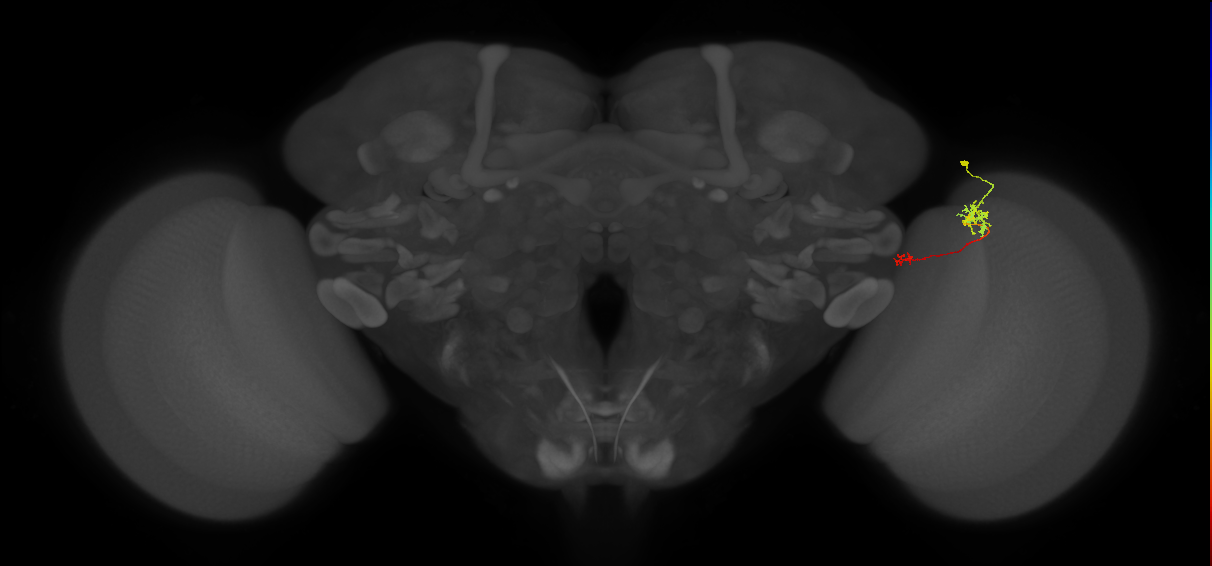 Tm39_R (MaleCNS:116792)