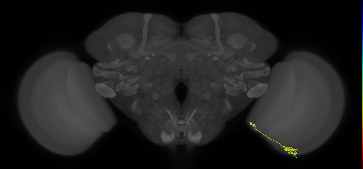 Tm39_R (MaleCNS:96293)