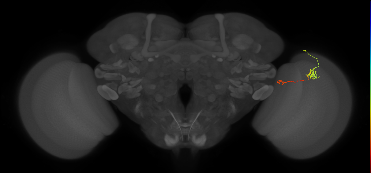 Tm39_R (MaleCNS:86104)