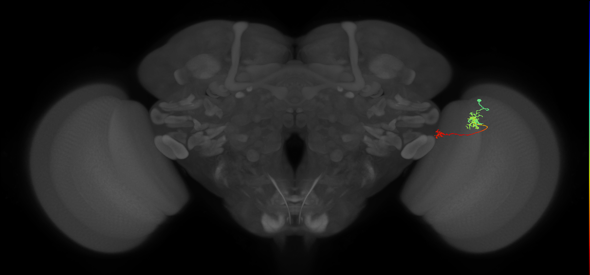 Tm39_R (MaleCNS:101598)