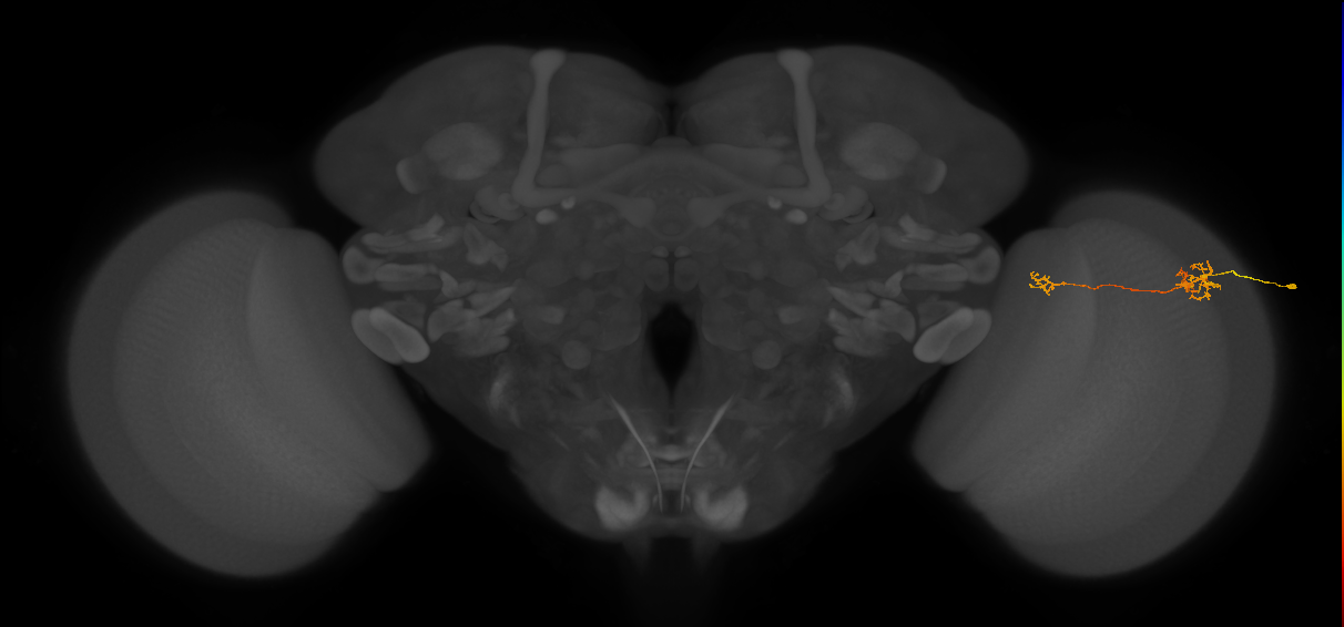 Tm39_R (MaleCNS:96341)