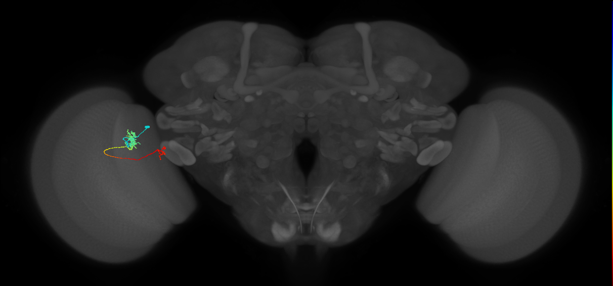 Tm39_L (MaleCNS:153998)
