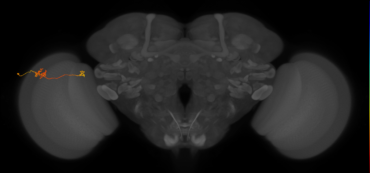 Tm39_L (MaleCNS:116494)