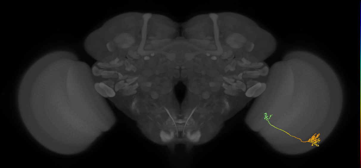 Tm39_R (MaleCNS:79045)