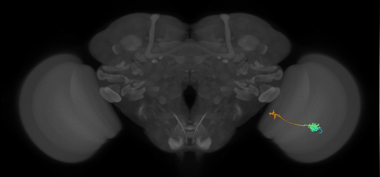 Tm39_R (MaleCNS:103729)