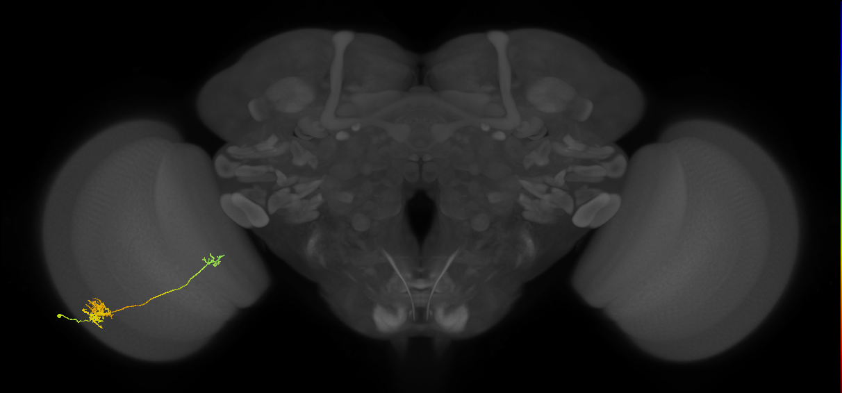 Tm39_L (MaleCNS:66907)