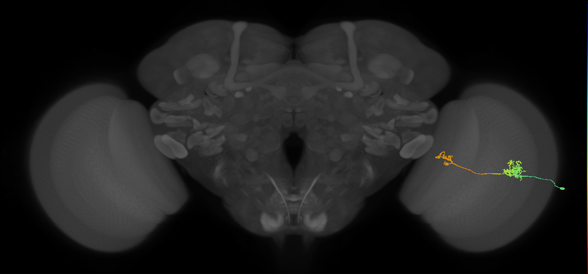 Tm39_R (MaleCNS:62183)