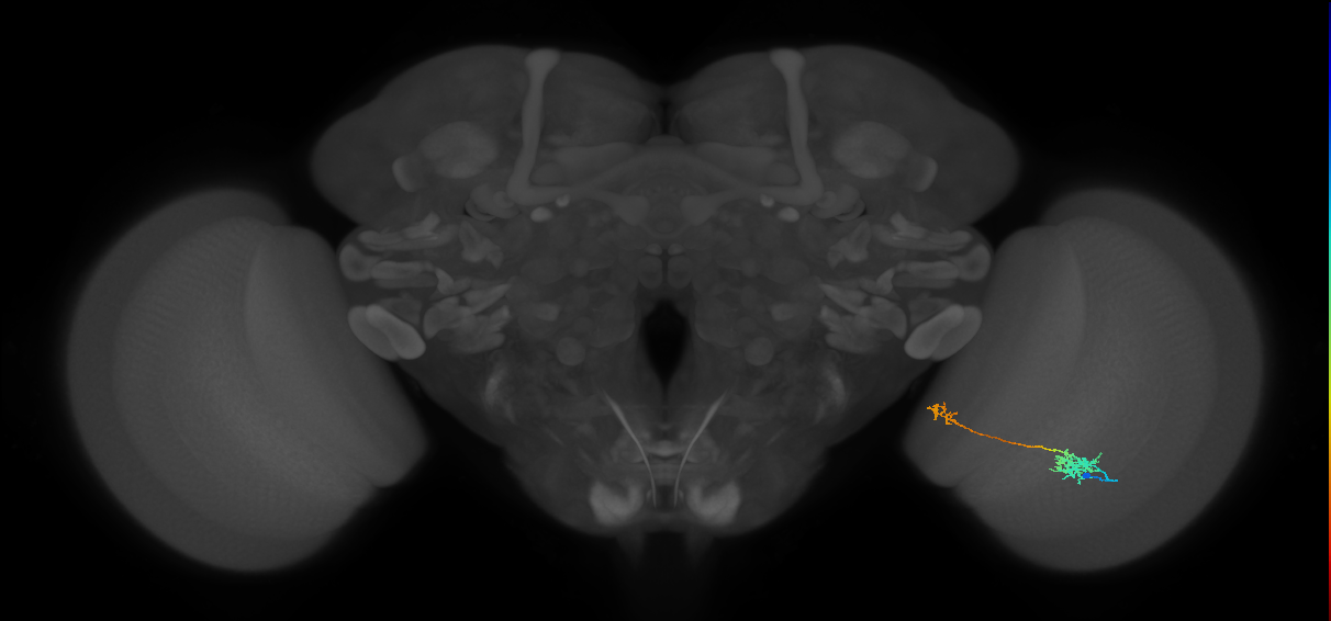 Tm39_R (MaleCNS:83883)
