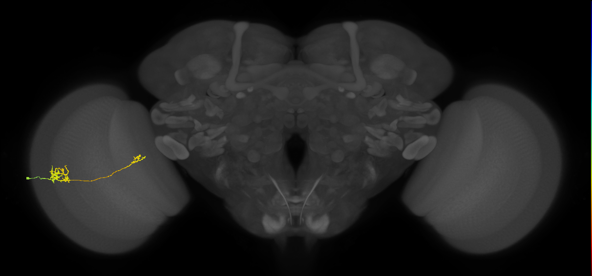 Tm39_L (MaleCNS:114368)