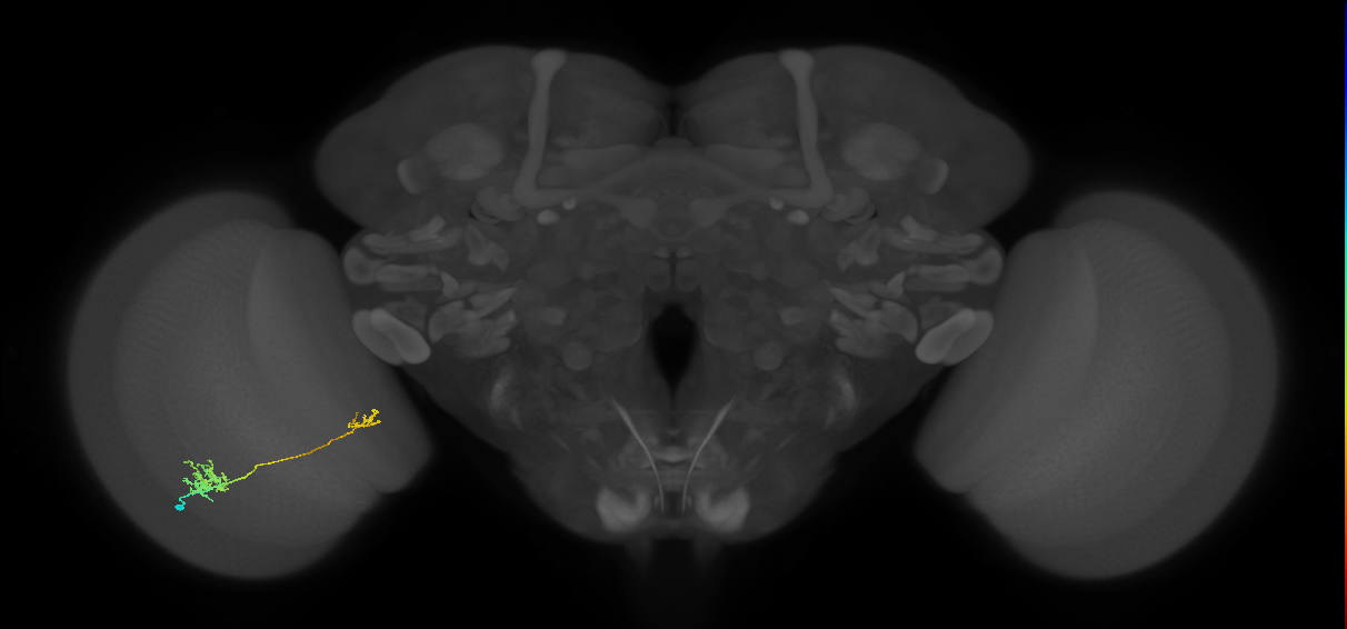 Tm39_L (MaleCNS:284278)