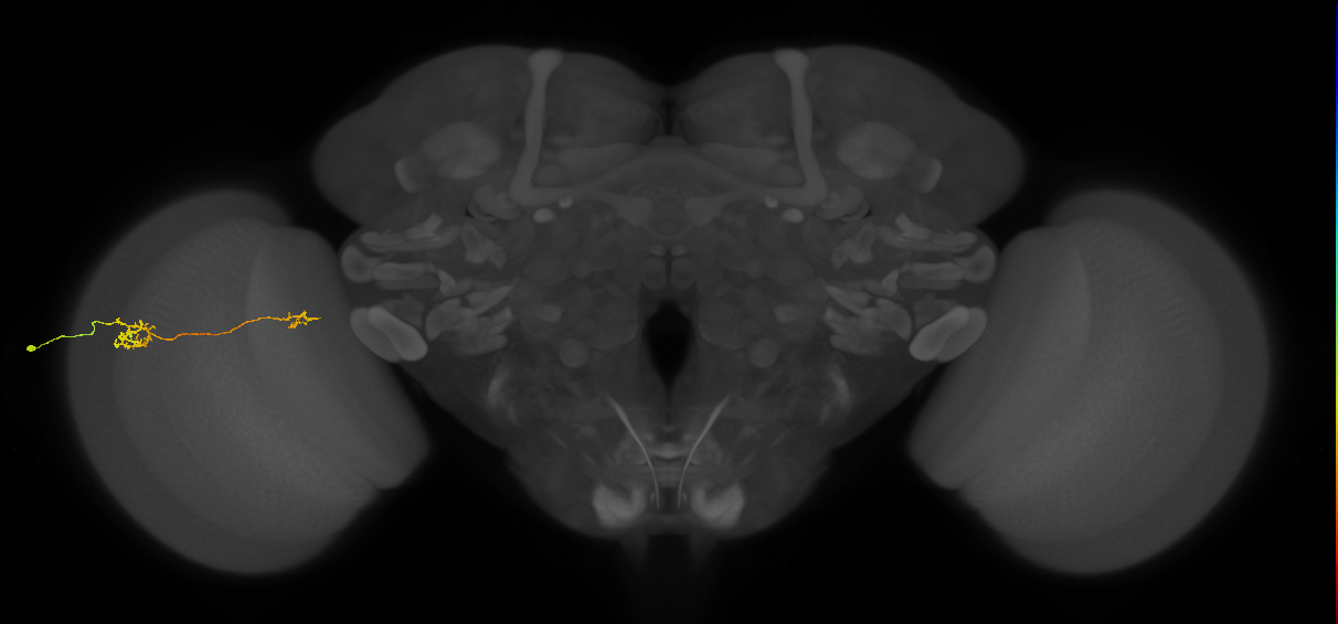 Tm39_L (MaleCNS:562761)