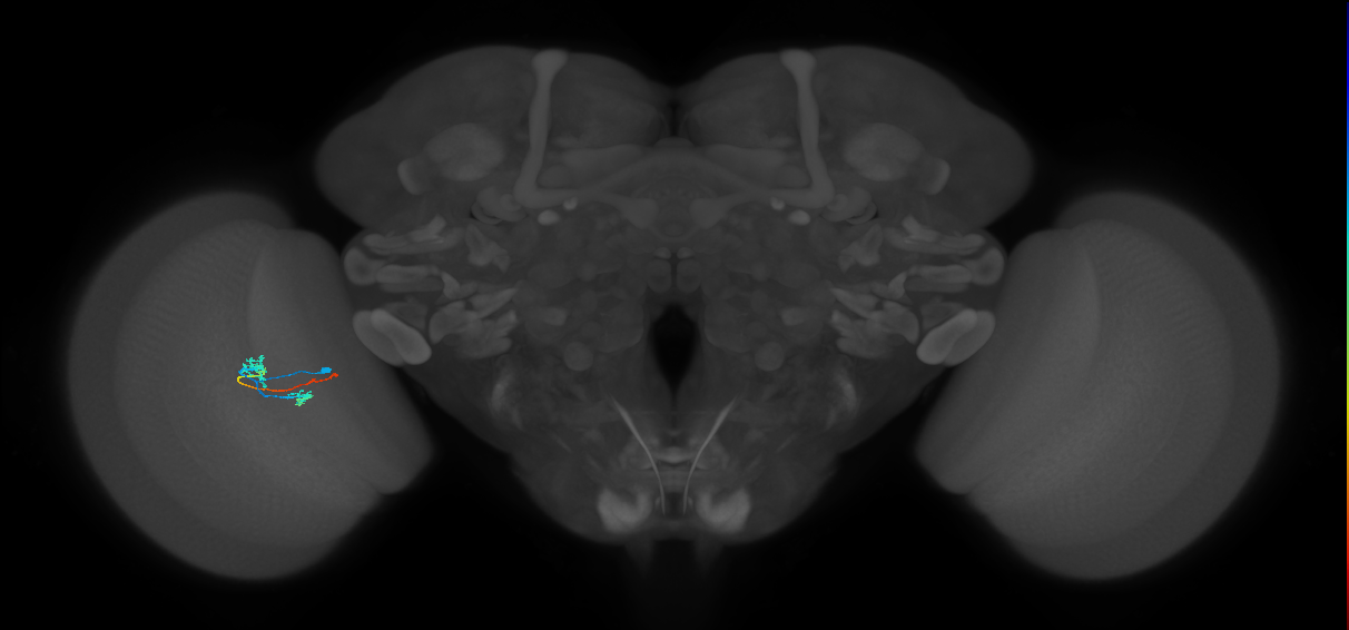 Tm3_unclear_L (MaleCNS:63434)