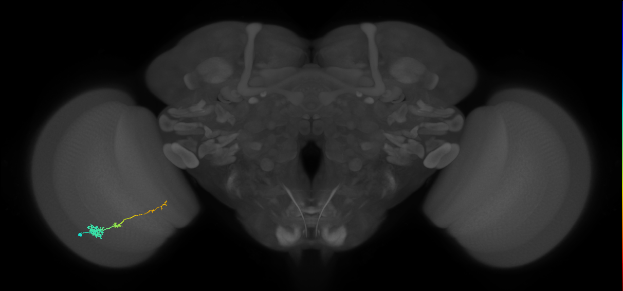 Tm4_L (MaleCNS:514238)