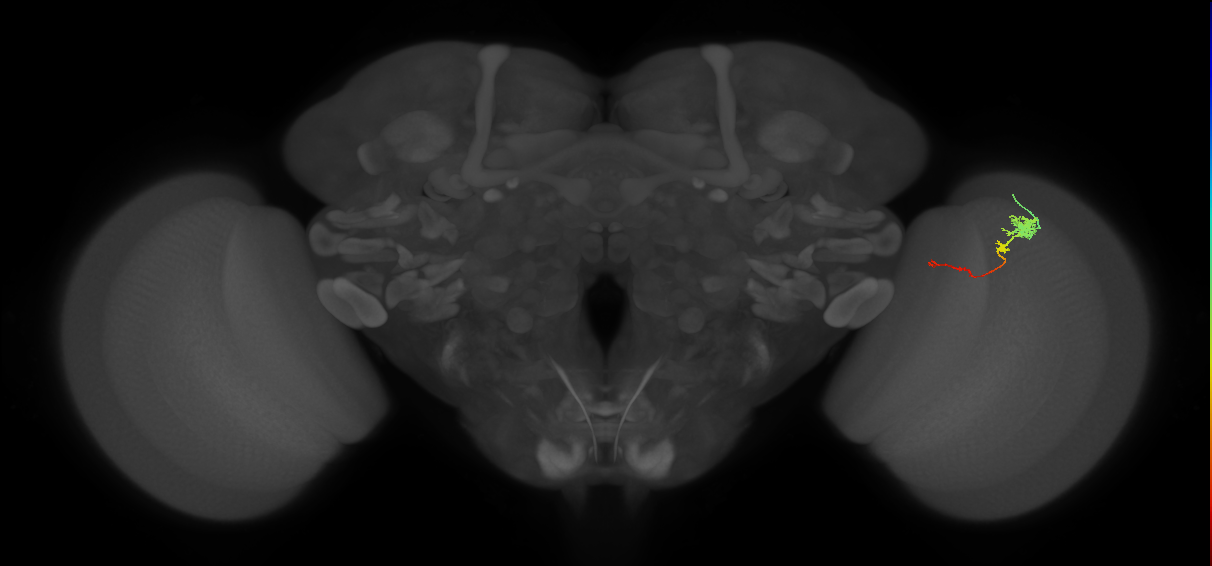Tm4_R (MaleCNS:119054)
