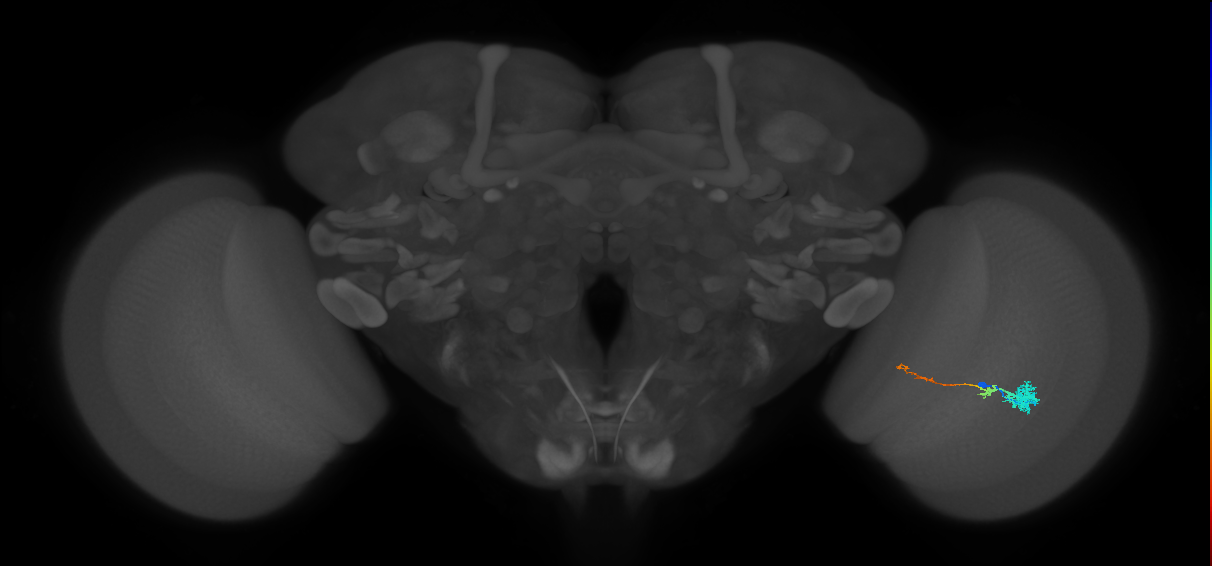 Tm4_R (MaleCNS:71654)