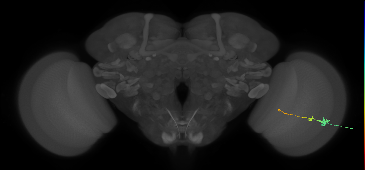 Tm4_R (MaleCNS:63030)