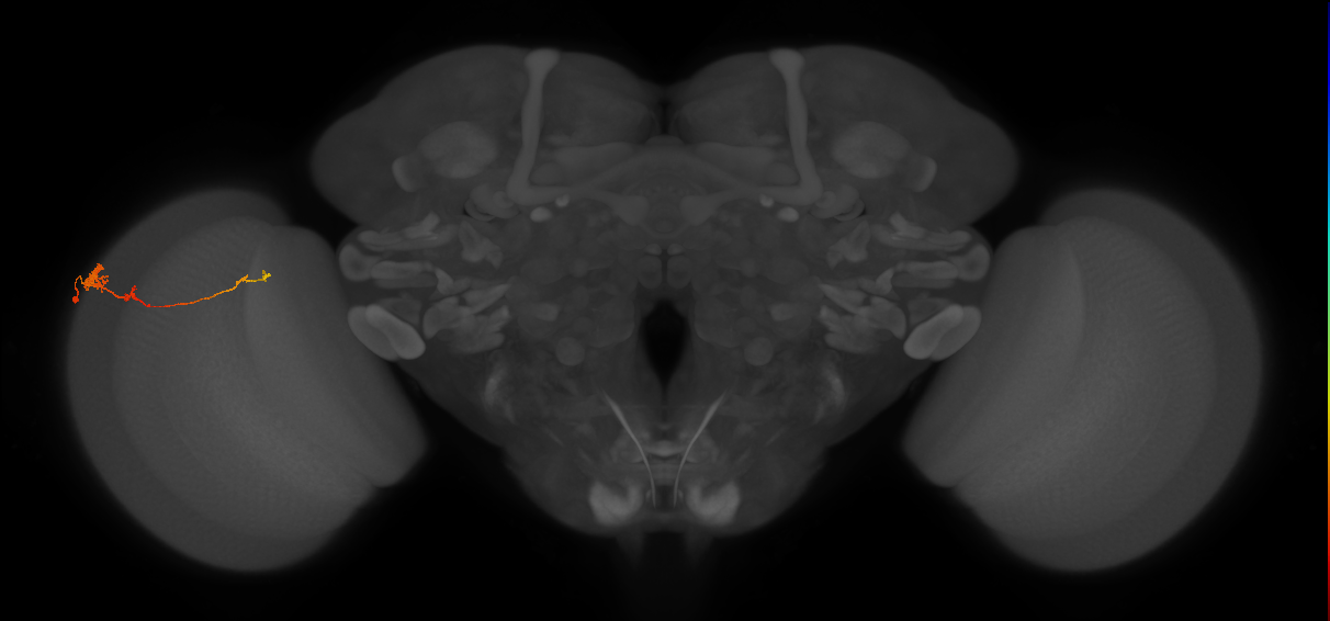 Tm4_L (MaleCNS:112880)
