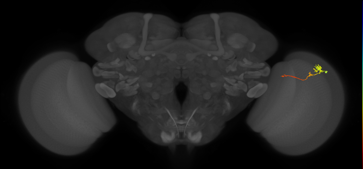 Tm4_R (MaleCNS:86643)