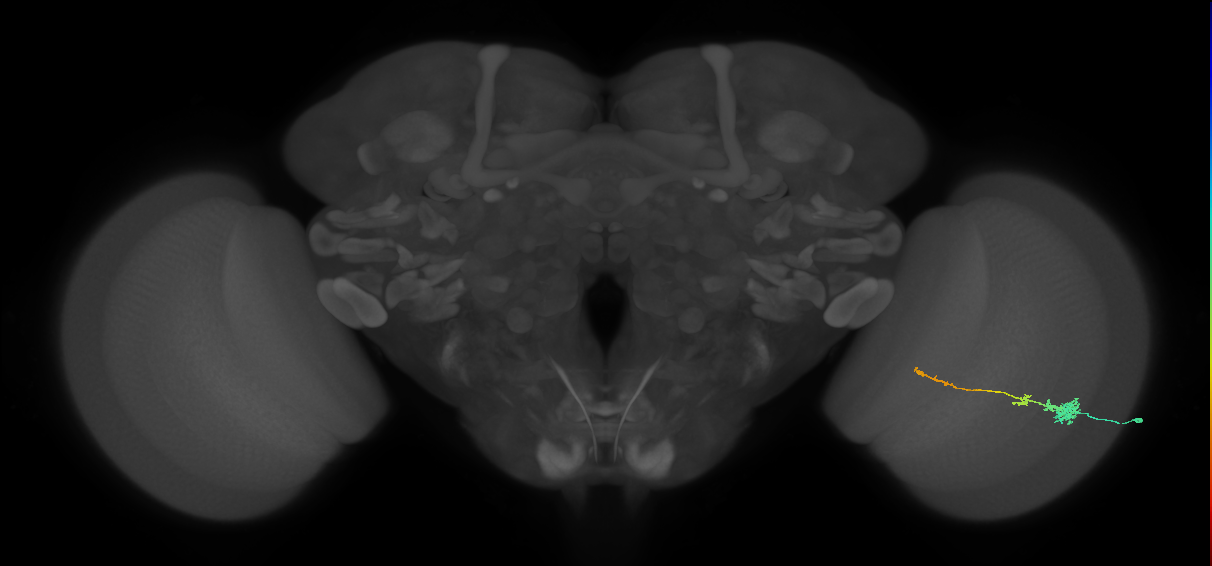 Tm4_R (MaleCNS:64403)