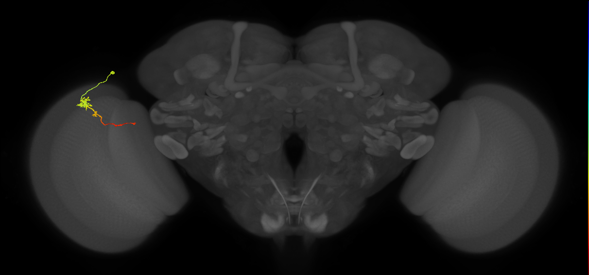 Tm4_L (MaleCNS:515502)