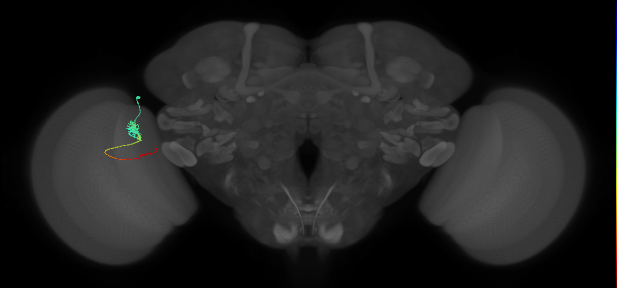 Tm4_L (MaleCNS:78659)