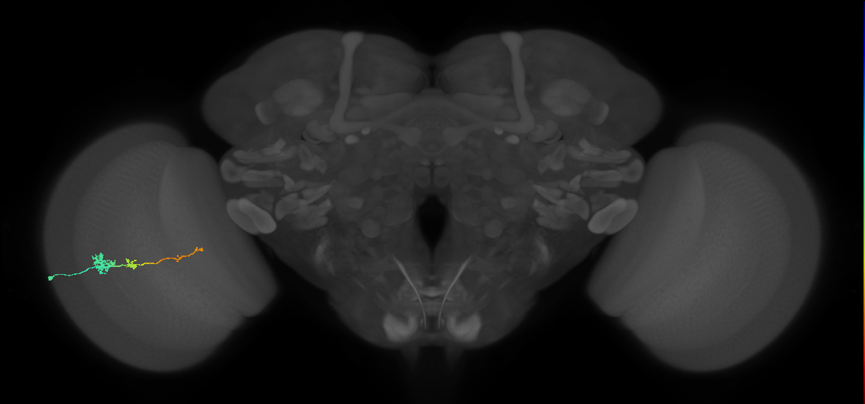 Tm4_L (MaleCNS:545170)
