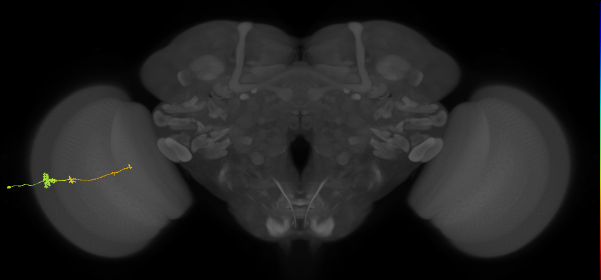 Tm4_L (MaleCNS:67182)
